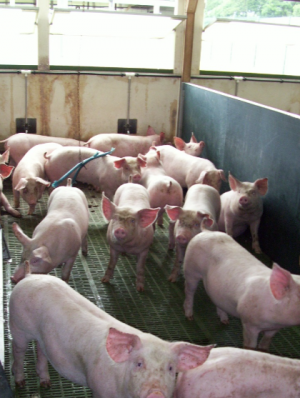 Pigs AHDB ammonia